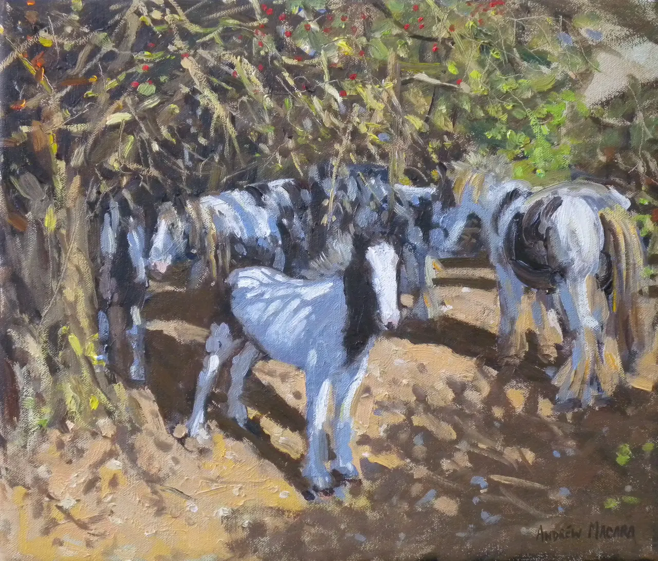 Andrew Macara - skewbald ponies in summer